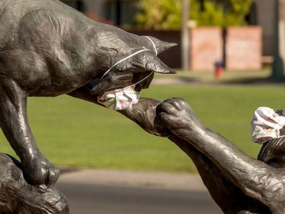 Statue of two wildcats on the UArizona campus, with cloth face masks on them